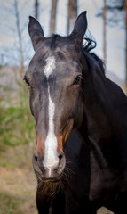 Fototapeta premium beautiful horse in the forest in spring