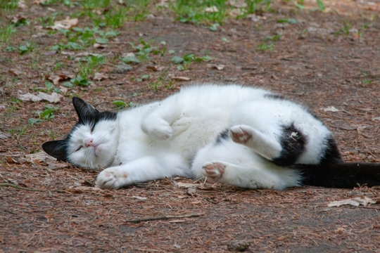 Katze im Focus Serie 