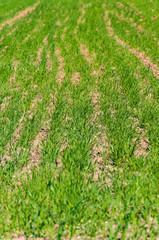 Field of young green wheat on spring
