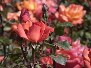 Rosa natural en primavera, en un jardín urbano
