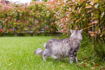 Naklejka na ściany i meble Beautiful cat with long hair outdoor in a garden, siberian purebred kitten