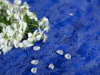 Fototapeta na wymiar Cherry flowers on blue concrete background with copyspace