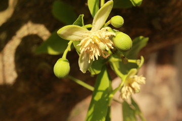 Bengal quince or golden apple flower macro.