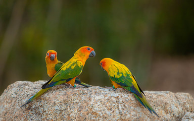 Canine parrot and cute bird