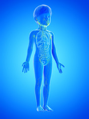 3d rendered medically accurate illustration of a childs lymphatic system
