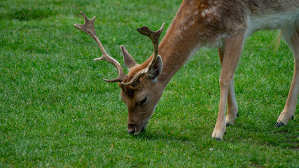 Close up of Fallow Deer eating in park land