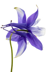 Violet flower of aquilegia, blossom of catchment closeup, isolated on white background