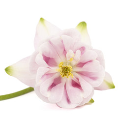 Rosy flower of aquilegia, blossom of catchment closeup, isolated on white background