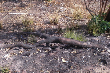 Obraz premium Destrucción de la naturaleza