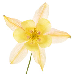 Fototapeta na wymiar Yellow-cream flower of aquilegia, blossom of catchment closeup, isolated on white background