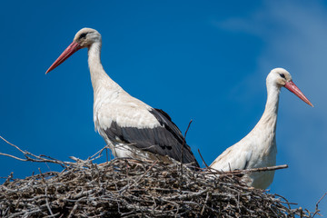 a couple of storks are standing in a nest when the weather is nice and the sky is blue