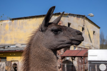 Funny lama portrait, dark brown hairy animal, funny face expression, outdoors and daylight, sunny day and farm animal