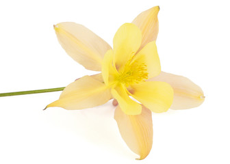 Yellow-cream flower of aquilegia, blossom of catchment closeup, isolated on white background