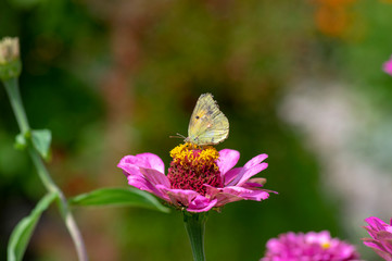 Zinnia elegans flowering plant, beautiful pink purple flowers in bloom with old yellow butterfly