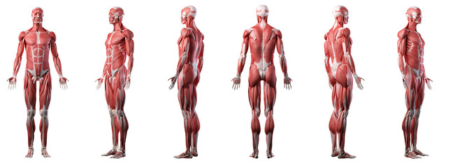 3d rendered medically accurate illustration of a mans muscle system - obrazy, fototapety, plakaty