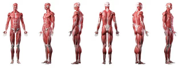 Foto op Canvas 3d rendered medically accurate illustration of a mans muscle system © Sebastian Kaulitzki