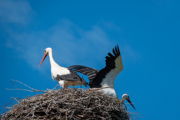 a couple of storks are standing in a nest when the weather is nice and the sky is blue