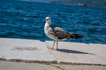Larus michahellis italian bird, young Yellow-legged Gull on seacoast in Trieste city, close up view in sunlight