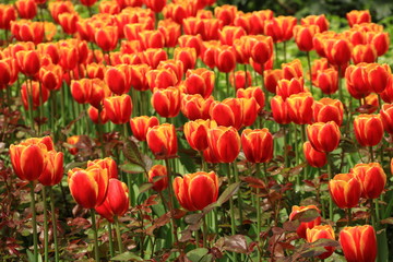 Obraz premium Eine Menge von Tulpen