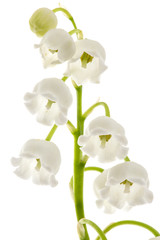 Fototapeta na wymiar White flower of lily of the valley, lat. Convallaria majalis, isolated on white