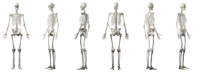 3d rendered medically accurate illustration of mans skeleton