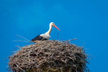 a stork stands in a nest in nice weather and blue sky
