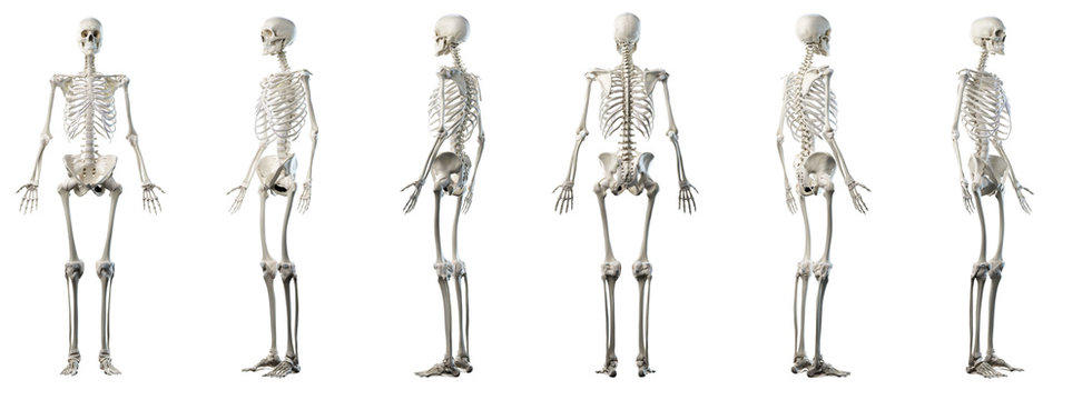 3d rendered medically accurate illustration of mans skeleton