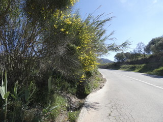 Flor silvestre de color amarillo