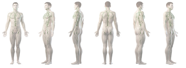 3d rendered medically accurate illustration of a mans lymphatic system