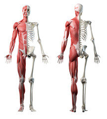 3d rendered medically accurate illustration of the front and back of a mans muscle system - obrazy, fototapety, plakaty
