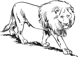 Lion king. Vector isolated animal