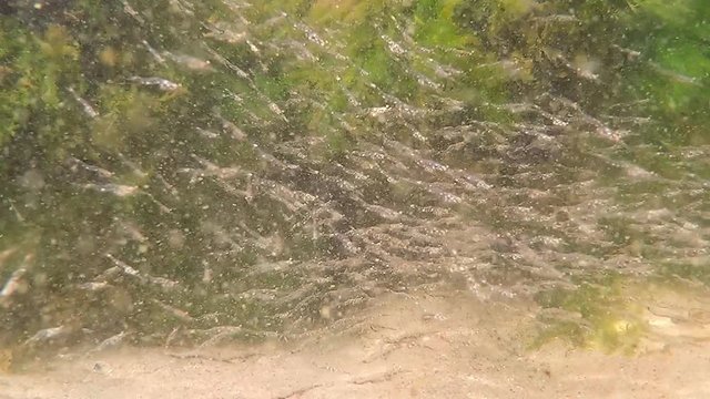 swarm of young sea lampreys in the   Baltic sea in spring in Poland