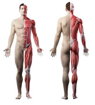 3d rendered medically accurate illustration of the front and back of a mans muscle system