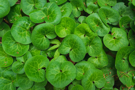 Full frame of fresh, green leafs on ground after the rain
