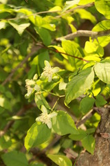 Aegle marmelos flower. Most common names bael, bili, bhel, Bengal quince, golden apple, Japanese bitter orange, stone apple or  wood apple.India