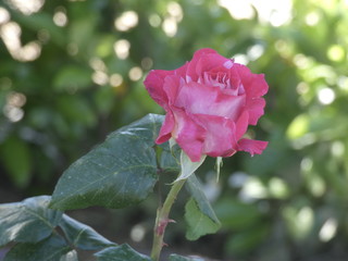 Rosa de color rosa en la primavera catalana