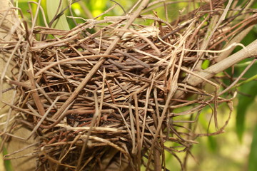 Bird nest