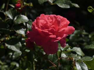 Rosa de color rojo en jardín de ciudad