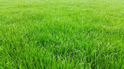 Obraz premium Green grass field