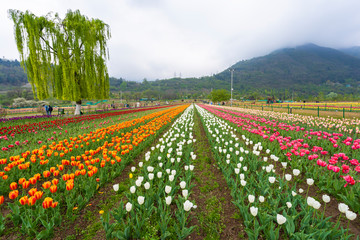 Beautiful tulip flowers is a veritable Eden in Indira Gandhi Memorial Tulip Garden Srinagar is Asia’s largest such garden at Srinagar, Jammu and Kashmir, India