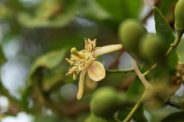 Aegle marmelos flower. Most common names bael, bili, bhel, Bengal quince, golden apple, Japanese bitter orange, stone apple or  wood apple.India