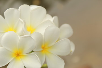 white frangipani flowers