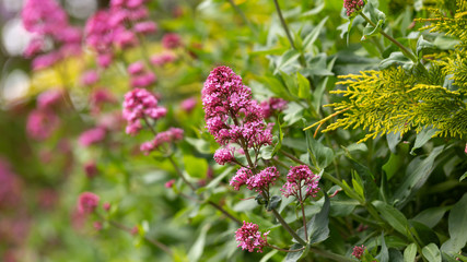 pink valerian flowers Centranthus ruber in spring english cottage garden.
