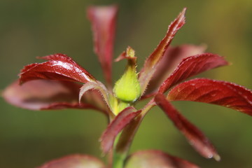 Delicate colorful fresh young red roseBud with fresh new leaves.