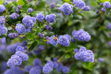 Beautiful blooming purple Californian lilac flowers, Ceanothus thyrsiflorus repens in spring garden.