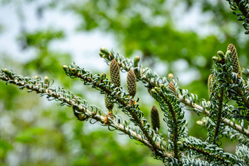 Beautiful close-up of young cones on the branches of fir Abies koreana Silberlocke with green and silvery spruce needles on background. Selective focus. Nature concept for design