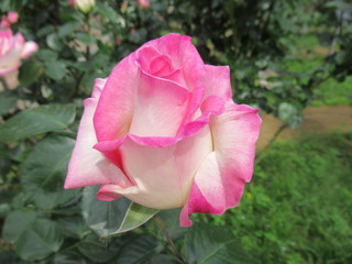 Multi colour roses Japan