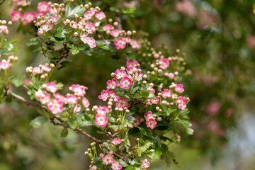 Pink flowering English Midland Hawthorn, Crataegus oxyacantha, laevigata blossom. Medical plant bush.