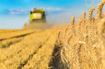 Obraz premium Combine harvesting in a field of golden wheat