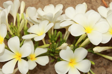 Fototapeta na wymiar flowers frangipani plumeria